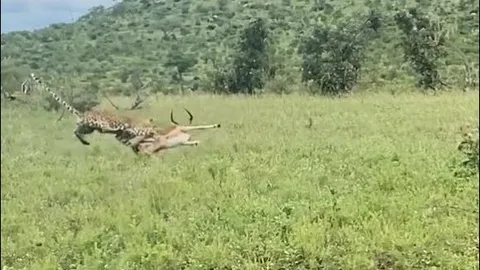 Mải mê ‘thiết đầu công’ với đồng loại, linh dương trở thành bữa ăn ngon cho báo hoa mai