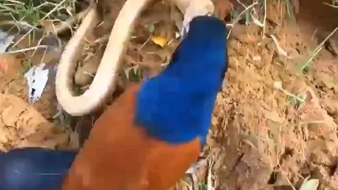 Không ngán nọc độc, bìm bịp tung đòn liên tiếp khiến rắn hổ mang tháo chạy