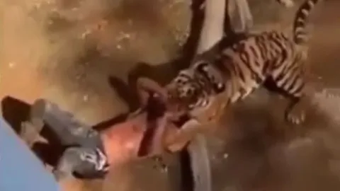 Nam thanh niên bị hổ vồ và màn giải cứu nghẹt thở khiến ai cũng run sợ