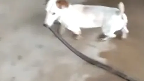 Chó sục Jack Russell hạ gục rắn rồi kéo về nhà khoe chiến tích