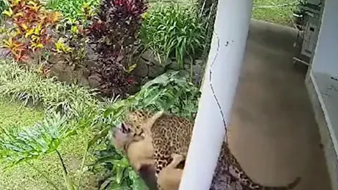 Thấy chó cưng bị báo hoa mai tha đi, chủ nhà tay không lao ra giải cứu và cái kết