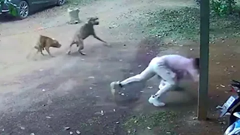 Hai con chó Pitbull hung hăng truy đuổi, ba người đàn ông hoảng sợ bỏ chạy tán loạn