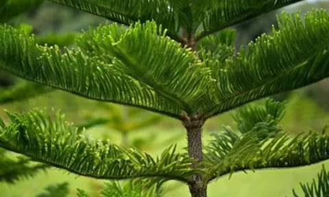 Cây âm là gì và tại sao tổ tiên khuyên không nên trồng trước cửa nhà để tránh tài lộc tiêu tán