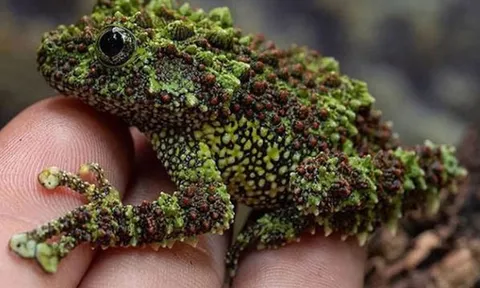 10 loài động vật kỳ quái ‘trời ban’ cho Việt Nam: Số 1 nhìn là mất ngủ, số 5 là 'sát thủ dễ thương'