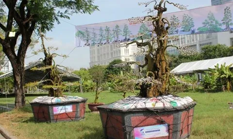 Cặp khế dáng ‘quân tử’ 300 tuổi: Thân cứng như đá, thuộc loại hàng hiếm, từng được bán với giá 15 tỷ