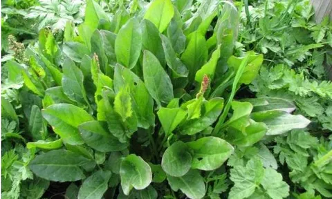 Loài cỏ dại mọc đầy đường không ai để ý, là 'thần dược' có giá trị không tưởng, chữa được đủ thứ bệnh