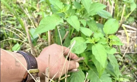 Ở Việt Nam có một loại rau bổ ngang thịt, mọc um tùm như cỏ dại, trước bị lãng quên, nay thành đặc sản