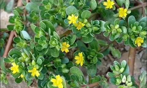 Ít ai biết loại rau cỏ dại mọc khắp các vùng quê này lại là 'kho báu' tháng 4