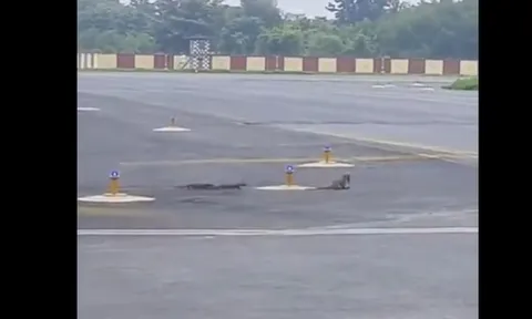 CLIP: Cuộc chạm trán nghẹt thở giữa cầy mangut và rắn hổ mang ngay tại sân bay Ấn Độ