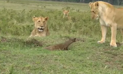 CLIP: Cầy Mangut đơn độc chống lại bầy sư tử, cái kết gây sững sờ