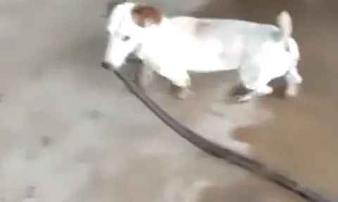 Chó sục Jack Russell hạ gục rắn rồi kéo về nhà khoe chiến tích