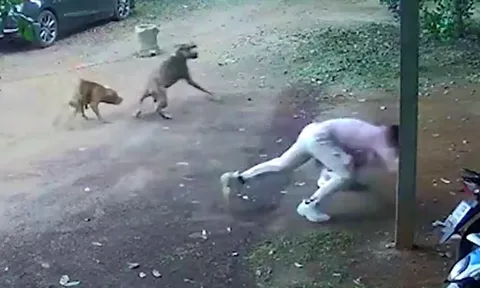 Hai con chó Pitbull hung hăng truy đuổi, ba người đàn ông hoảng sợ bỏ chạy tán loạn