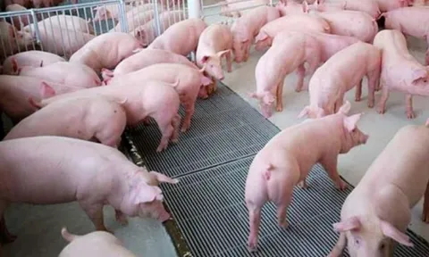 Giá heo hơi ngày 3/11/2025: Đà giảm quay trở lại