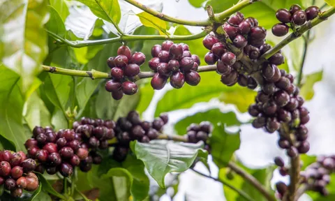 Giá nông sản ngày 3/11/2025: Hồ tiêu tăng nhẹ, cà phê ổn định