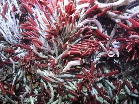 Những phát hiện bất ngờ về sự sống dưới đại dương