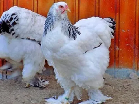 Ngỡ ngàng với loài gà cao tới 1,2 mét, lớn tới mức không thể hầm trong nồi! Nuôi một con có thể 'ăn cả năm', giá chục triệu một con