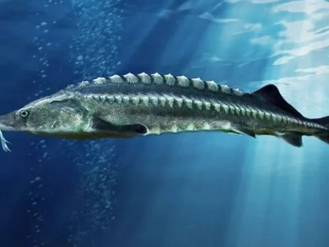 Đập Tam Hiệp có loài cá nước ngọt lớn nhất thế giới: Nặng tới hơn 700 kg