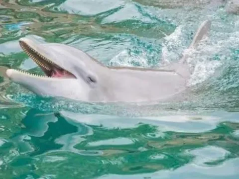 Cá heo có thực sự là loài động vật thông minh nhất thế giới: Bộ não chỉ xếp sau con người?