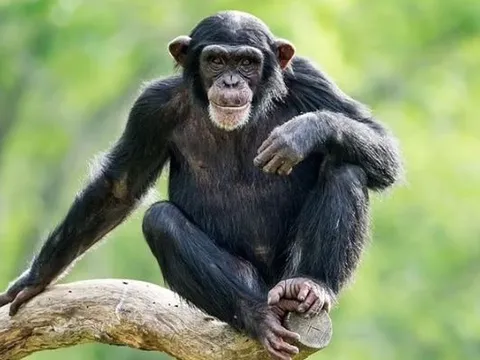 Không chỉ cá heo, vượn có thể ghi nhớ gương mặt đến 25 năm thậm chí không bao giờ quên