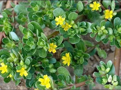 Ít ai biết loại rau cỏ dại mọc khắp các vùng quê này lại là 'kho báu' tháng 4