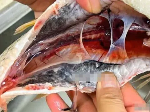 Những người yêu thích cá hãy lưu ý, phần này của cá không được ăn! Nghiêm trọng có thể gây tử vong! Giờ xem cũng chưa muộn