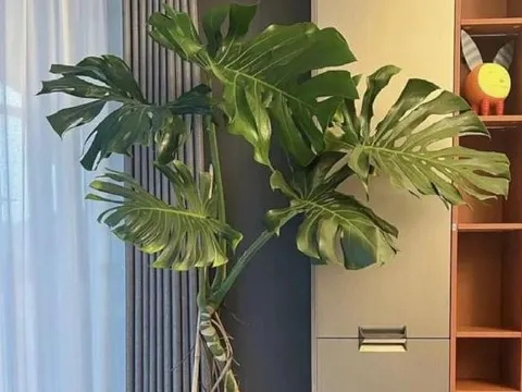 Người siêng năng trồng 5 loại hoa càng được tưới nhiều nước sẽ càng thịnh vượng!