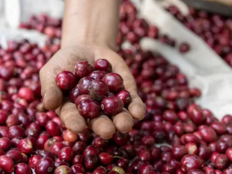 Giá nông sản ngày 4/1/2025: Cà phê và hồ tiêu đồng loạt tăng mạnh