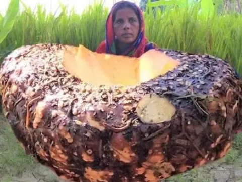 Khoai môn khổng lồ của Ấn Độ cao 3 mét. Một vài cây có thể nuôi cả một ngôi làng. Chúng được trồng như thế nào?