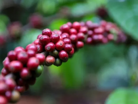 Giá nông sản ngày 5/1/2024: Cà phê ổn định, hồ tiêu tăng mạnh 