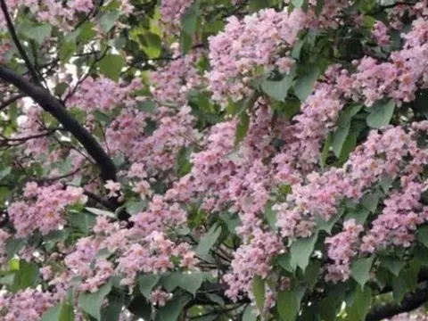 Loại cây hiếm hoi chỉ có hoa mà không kết trái, thân cây gỗ ‘quý hơn vàng’ được mệnh danh ‘vua cây’