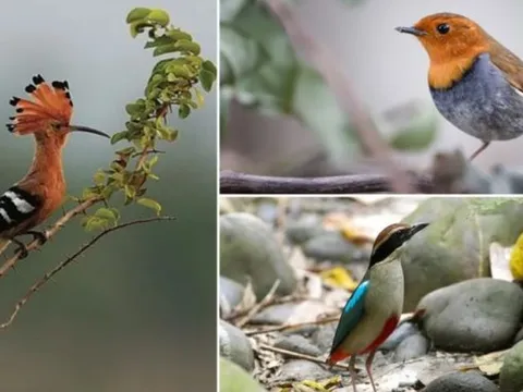 Top 10 loại chim quý, có tên độc lạ nhất Việt Nam: Tiếng kêu đặc trưng ‘Bắt cô trói cột’, ‘khát nước’…