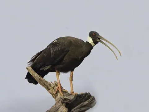 Loài chim Việt Nam quý hiếm bậc nhất sách đỏ thế giới: Đã biến mất hoàn toàn ở miền Nam, cận kề bờ vực tuyệt chủng