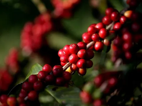 Giá nông sản ngày 6/1/2025: Cà phê và hồ tiêu duy trì mức ổn định