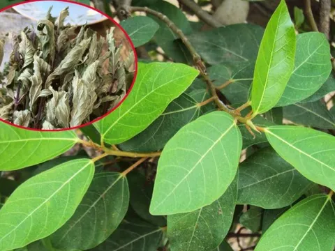 2 loại lá 'xin được không mất tiền' đem phơi khô là dược liệu vàng giúp hạ đường huyết, mát gan, ở Việt Nam có nhiều