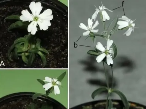 Các nhà khoa học hồi sinh hạt giống từ 30.000 năm trước! Phải đến khi cây nở hoa, chúng ta mới phát hiện ra sự khác biệt so với thời hiện đại