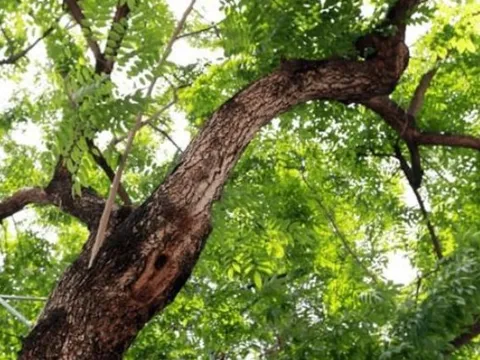 Ở Việt Nam có một loại gỗ được ví như 'khối vàng lộ thiên', vô cùng quý hiếm và đắt đỏ, giá trị có thể lên đến cả trăm tỷ đồng