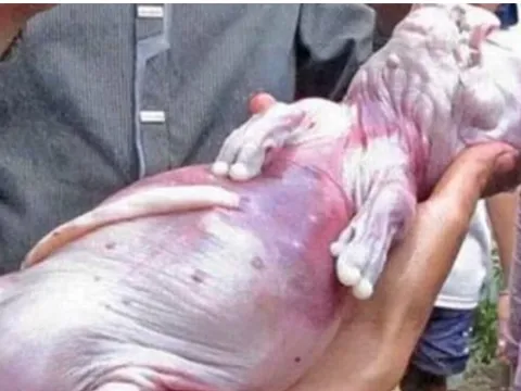 Những 'dị thú' từng xuất hiện ở Việt Nam, con vật cuối cùng ai nhìn cũng ám ảnh