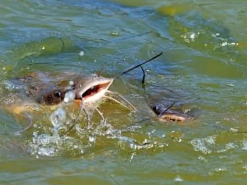 Mổ bụng cá trê bắt từ dưới ao phát hiện thứ kinh hoàng, ai nhìn cũng ám ảnh