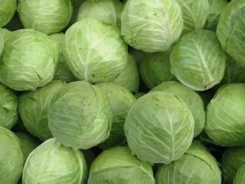 Ăn chăm chỉ loại rau này vào mùa đông, axit folic gấp 38 lần táo! Nó là 'vua rau' mùa đông, giá bình dân mà bổ dưỡng và thơm ngon!