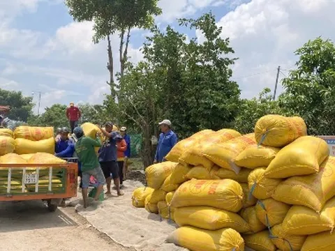 Trồng lúa phát thải thấp: Giải pháp cho ngành lúa gạo phát triển bền vững