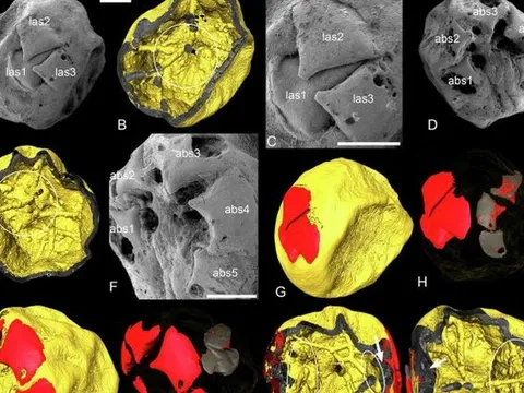 7 quả cầu lạ tiết lộ về sự sống Trái Đất nửa tỉ năm trước