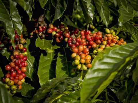 Giá nông sản ngày 11/1/2025: Cà phê tăng nhẹ, hồ tiêu giữ giá ổn định 