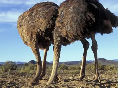 Đà điểu có thực sự 'chôn đầu vào cát' khi gặp nguy hiểm? Câu trả lời sẽ khiến nhiều người ngỡ ngàng