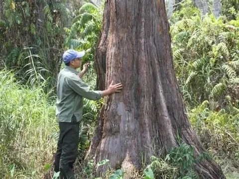 Gỗ quý hiếm của Việt Nam có tên trong Sách Đỏ giá 250 triệu/m2, được đồn chữa được bệnh ung thư