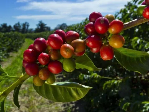 Giá nông sản ngày 13/1/2025: Cà phê ổn định, hồ tiêu trở lại mốc 147.000 đồng