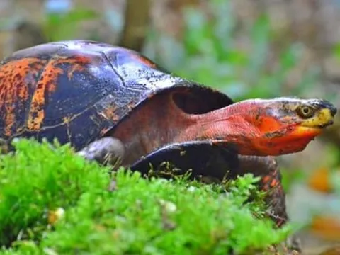 Bất ngờ loài vật quý hiếm của Việt Nam nằm trong top nguy cấp nhất thế giới, săn bắt có thể bị truy tố hình sự