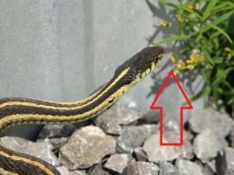 Hai loại hoa khiến rắn khiếp sợ, trồng một cây trong nhà rắn sẽ 'chạy mất vía'