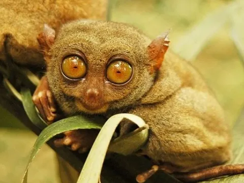 10 loài động vật vô giá của nhân loại: 1 loại đặc biệt hiếm đã biến mất ở Việt Nam trong tiếc nuối