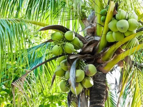 Cây dừa 'bất thường' nhất thế giới không cho ra một trái dừa nào nhưng lại nuôi sống hàng triệu người