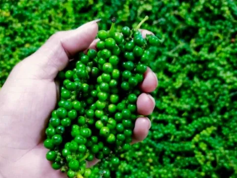 Giá nông sản ngày 16/1/2025: Cà phê và hồ tiêu duy trì xu hướng giảm 